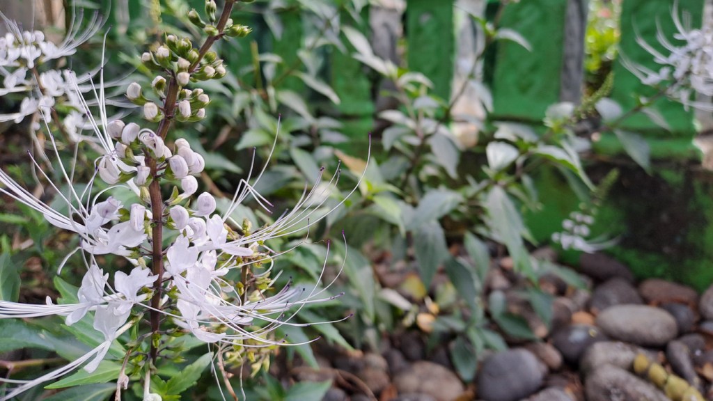 Terkenal Ampuh untuk Pengobatan, Tumbuhan Kumis Kucing juga Bagus untuk&nbsp;Kulit!